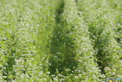 雨上りの蕎麦畑