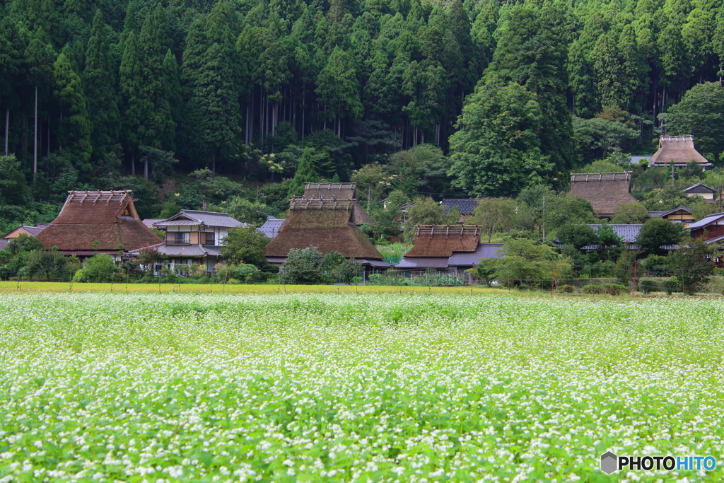 蕎麦の花咲くかやぶき集落