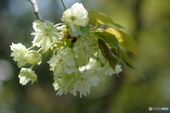 御衣黄桜