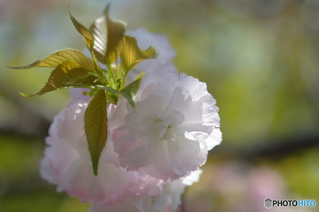 関山桜