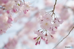 枝垂れ桜