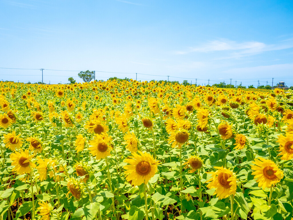 4月のひまわり畑