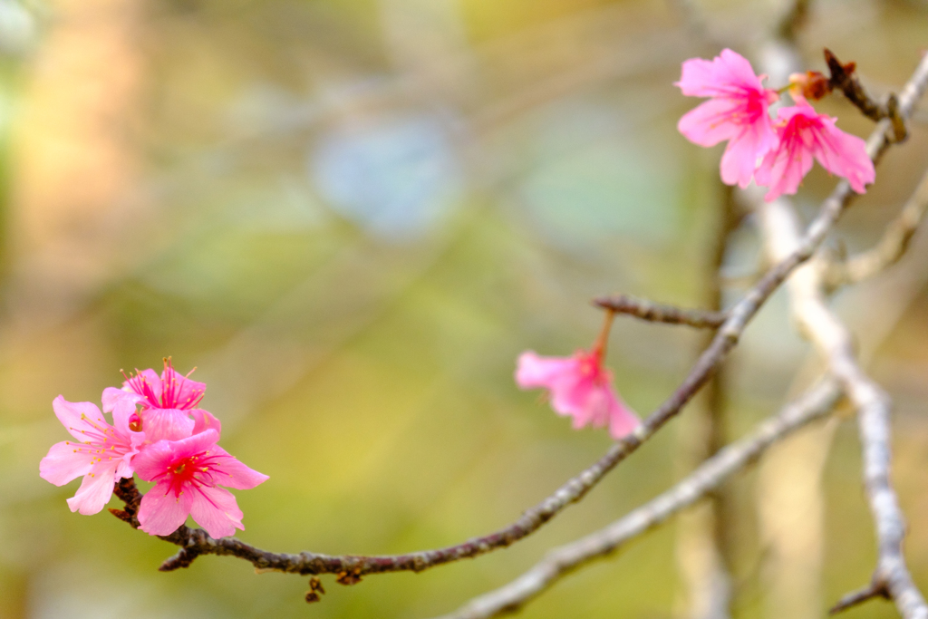 寒緋桜