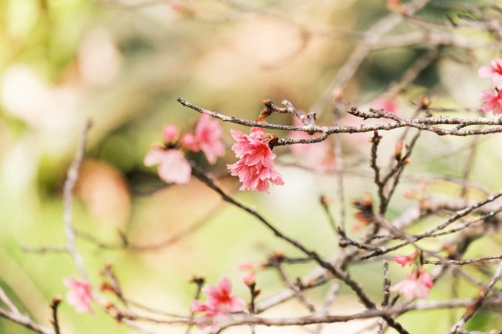 桜の開花