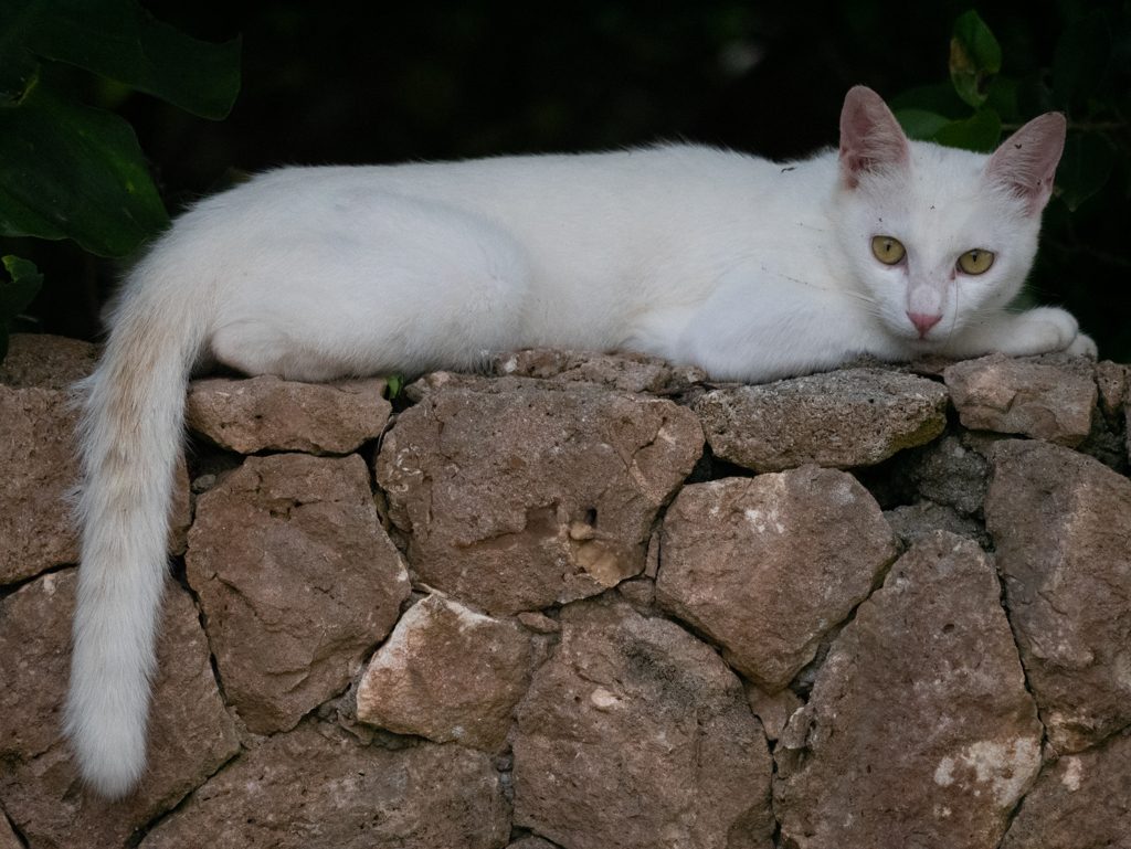 竜宮展望台にいた猫さん