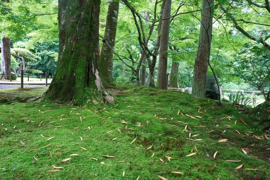 苔むした庭園