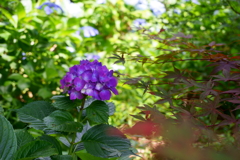 かえで越しの紫陽花