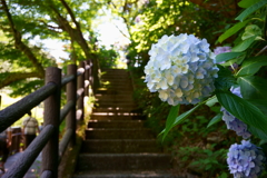 目の前で花開く