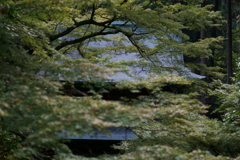 楓ごしの清水寺山門