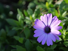 家に咲いてた花(1)