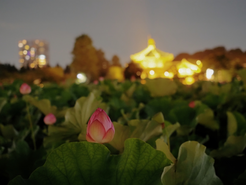 蓮の花(と辯天堂)