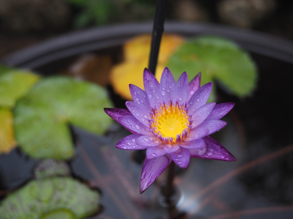 お花