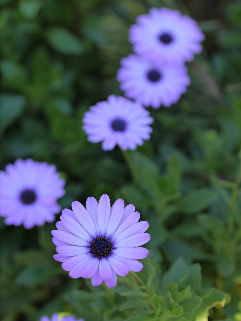 家に咲いてた花(2)