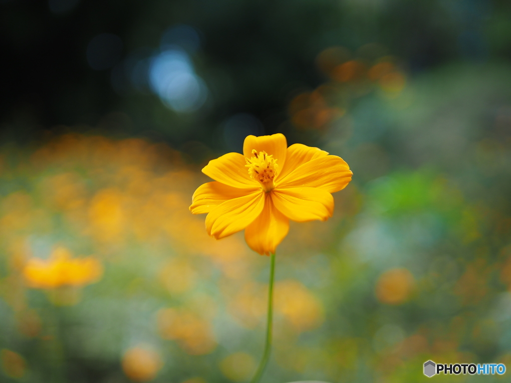 秋の花