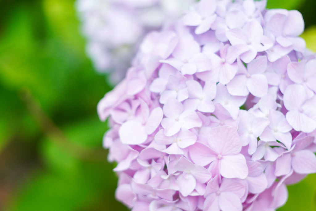 紫陽花❁*.ﾟ