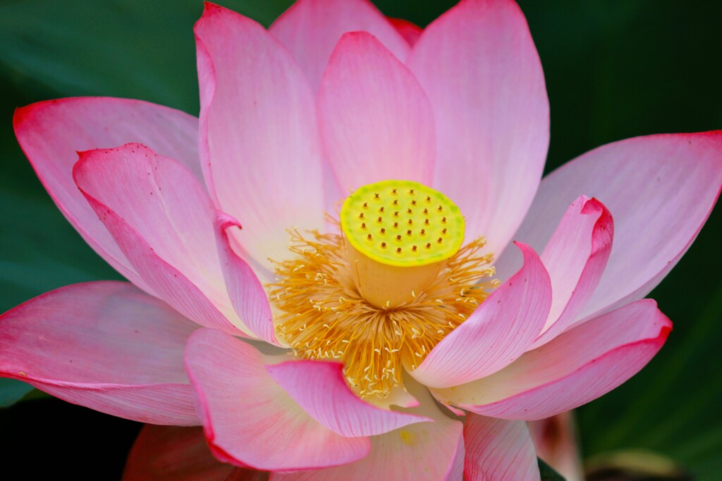 Lotus flower