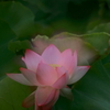 Lotus flower