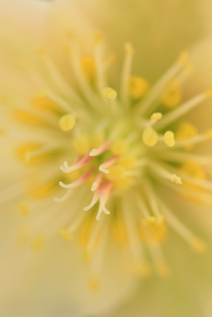 我が家の小さなガーデンの花たち ・・・アップ編