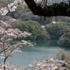 桜湖