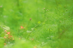 野に咲く花・・・マルバルコウ