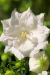 我が家の小さなガーデンの花たち・・・⑤