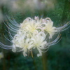 Lycoris albiflora