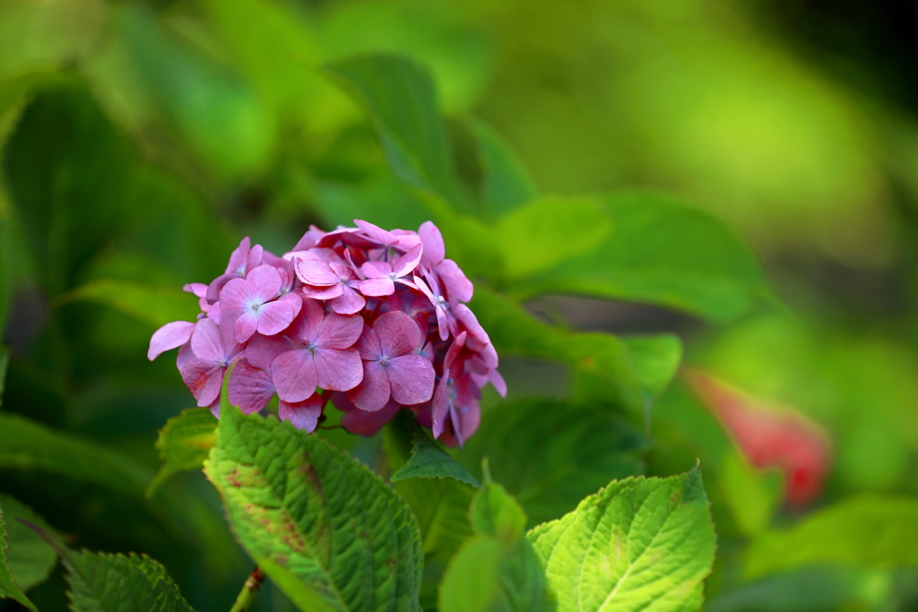 八仙花