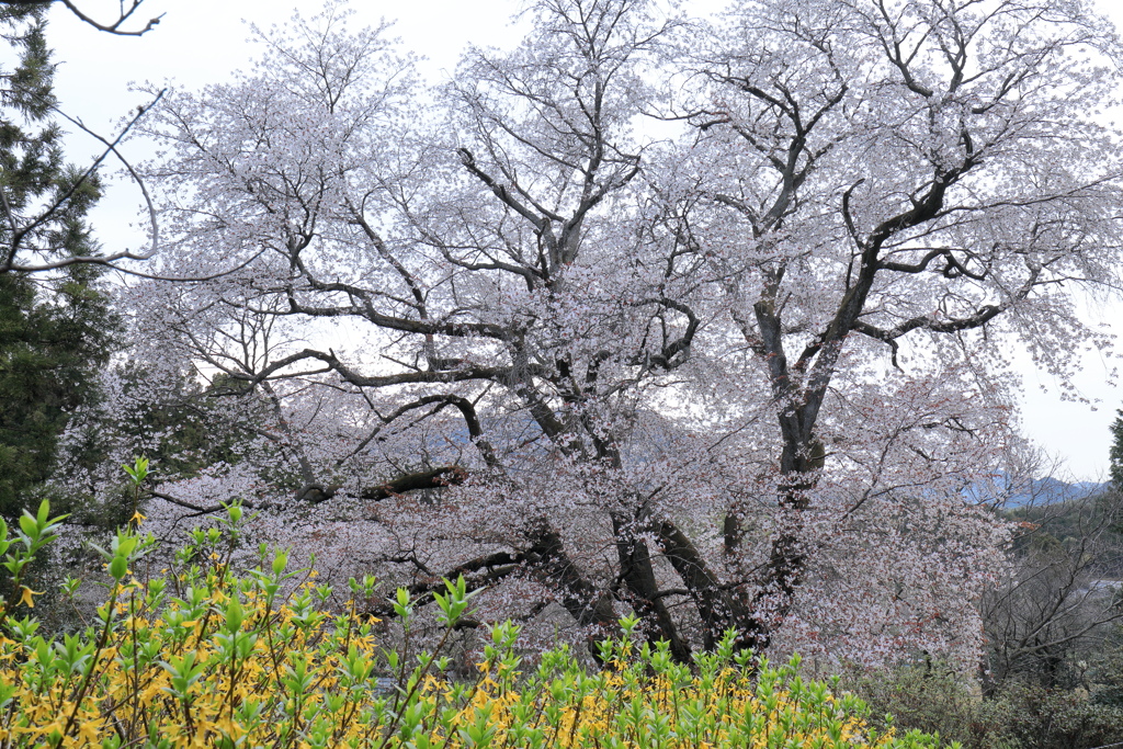 樹齢300年・・・千女房の山桜 