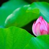 Lotus flower