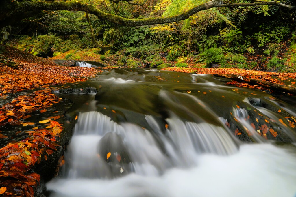 渓流の秋景色