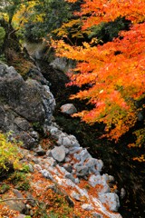 魔林峡の秋