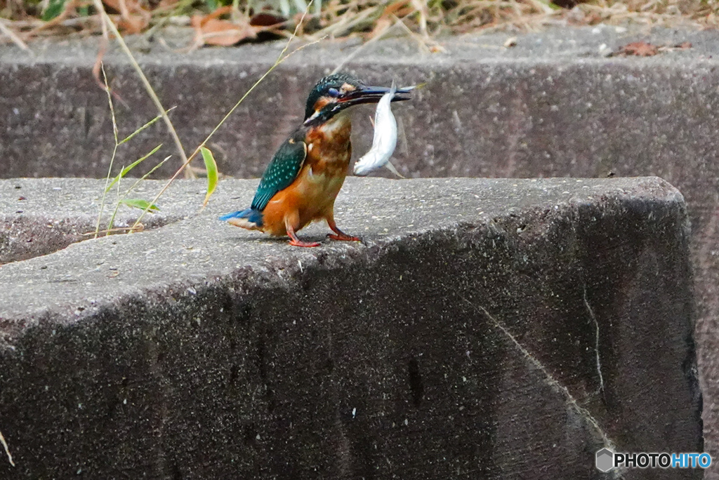 捕ったよ！