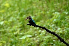 カワセミ？カワセミです＾＾