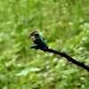 カワセミ？カワセミです＾＾