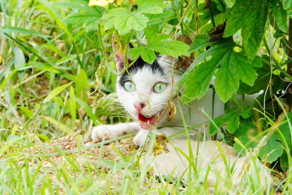 ねこさん＾＾