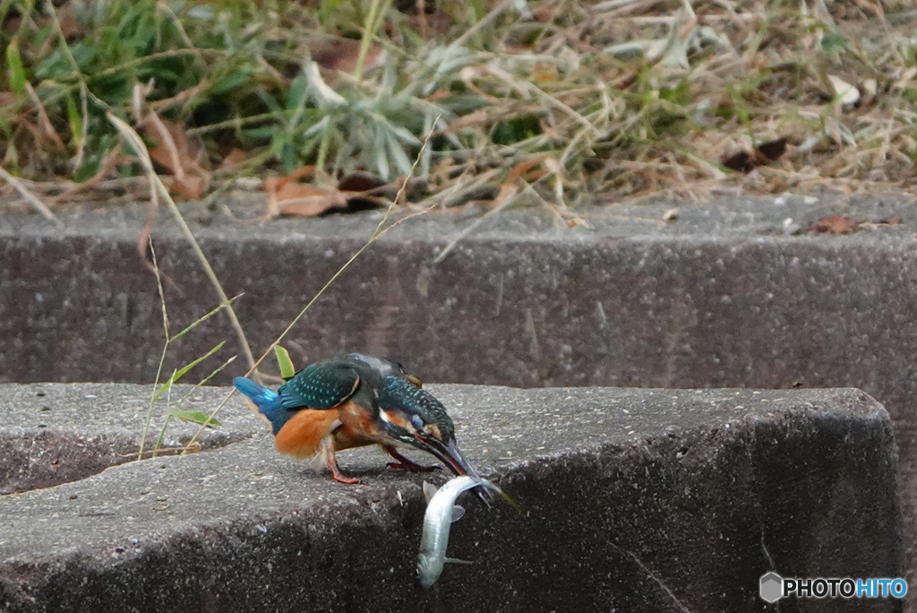 離してやんないっ！