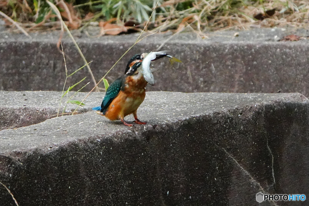 えへへへ～  (((( ´∀`)