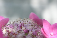 紫陽花の宝石箱