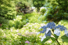 紫陽花の谷