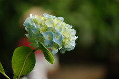 淡青な紫陽花
