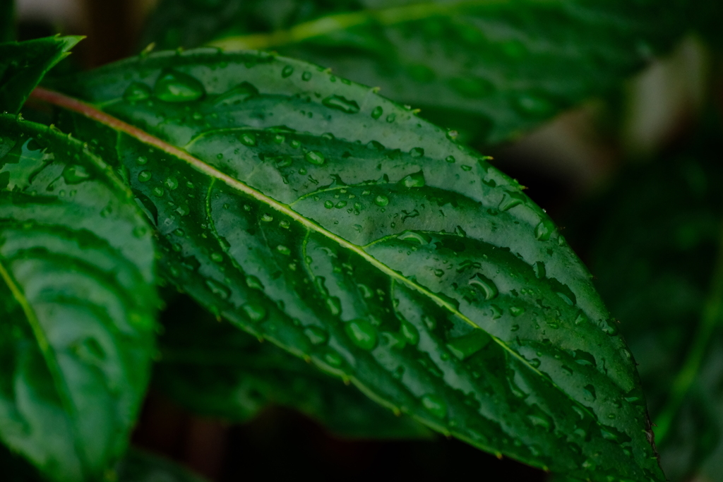 玄関の植木鉢