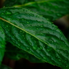 玄関の植木鉢