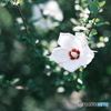 夏の花