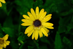 玄関の花