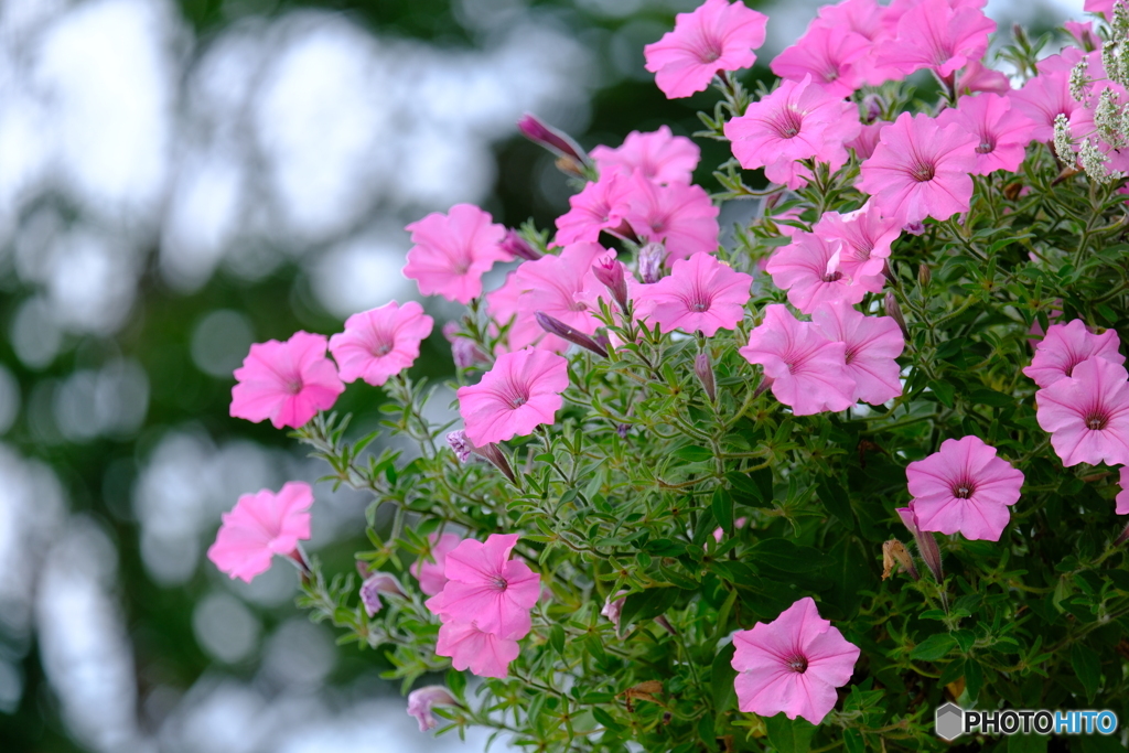 玄関の花