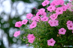 玄関の花