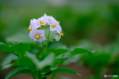 じゃがいもの花