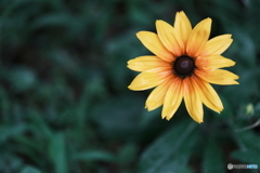 一輪の花