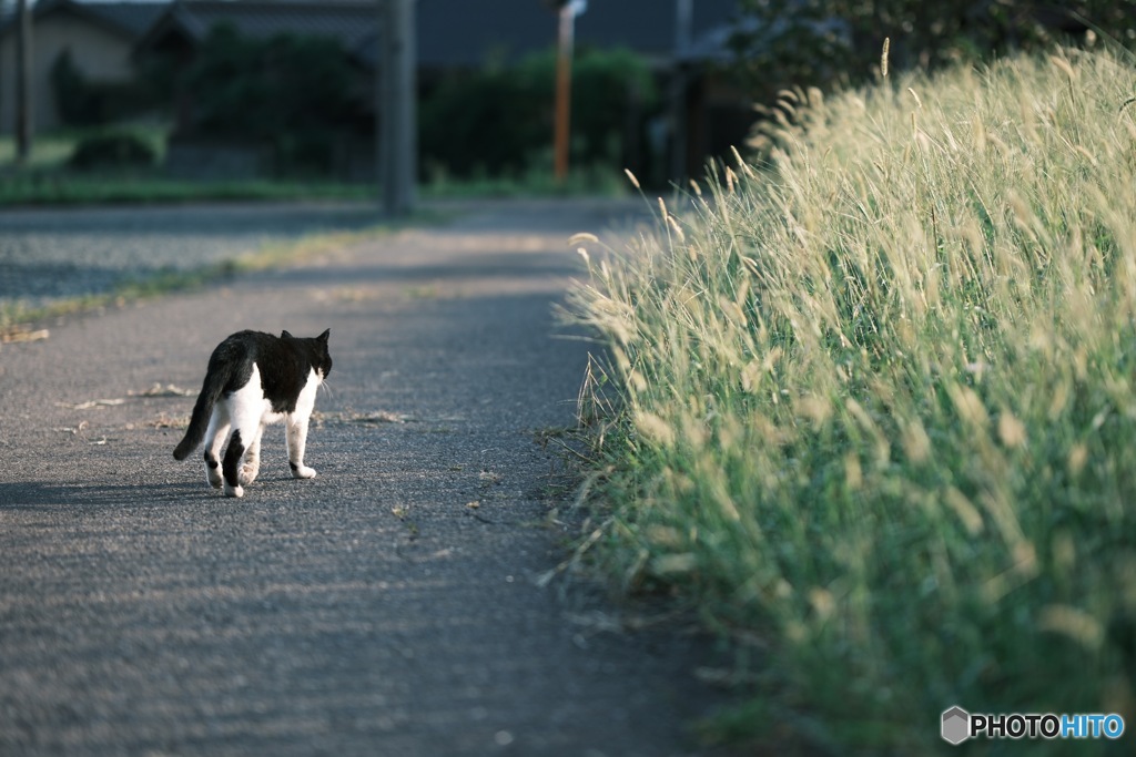 野良猫とネコジャラシ