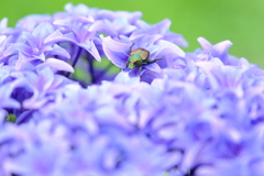 紫陽花①